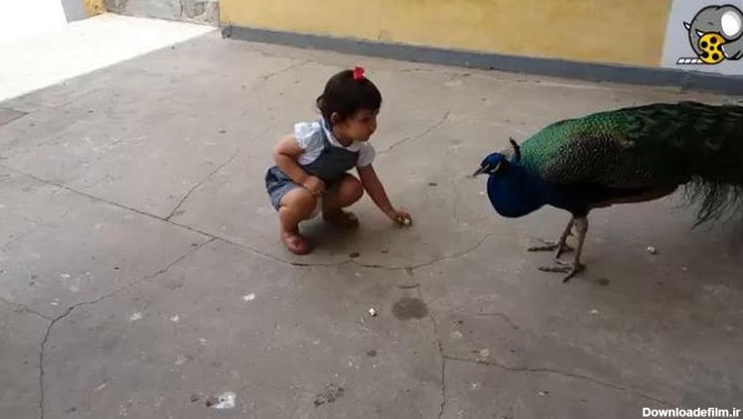 یه بچه ناز داره به طاووس غذا میده - فیلو
