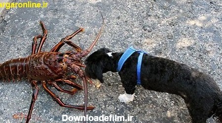 کشف خرچنگ 70 ساله که از یک سگ هم بزرگتر است+عکس