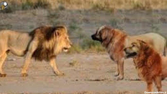 فیلم جنگ سگ کنگال با شیر آفریقایی ||. حیات وحش - فیلو