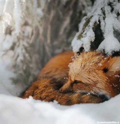 عکس روباه زیبا در برف