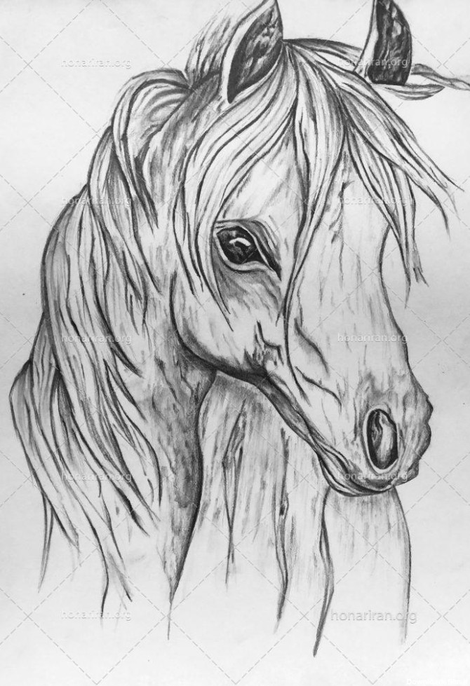 طراحی سیاه قلم سر اسب
