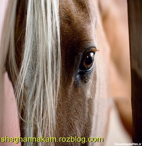 البوم زیبای عکسهای اسب برای پروفایل