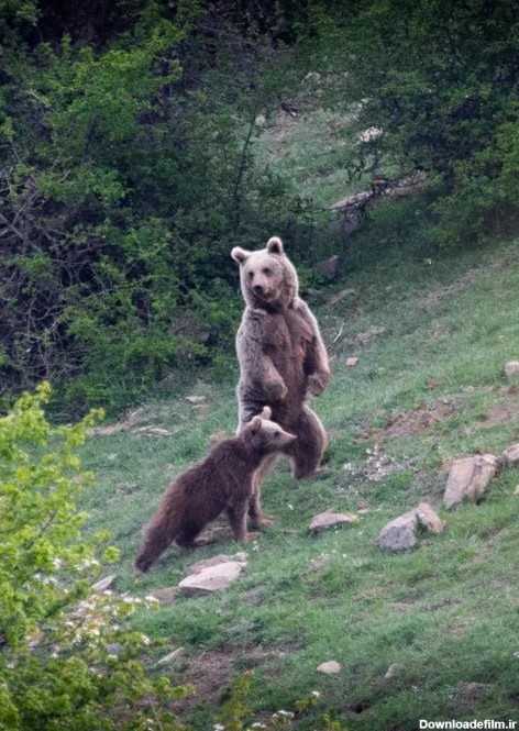 این خرس در ایران مانند انسان روی دو پا ایستاد ! + عکس