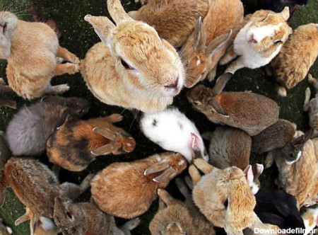 خرگوش های وحشی ژاپنی (عکس)
