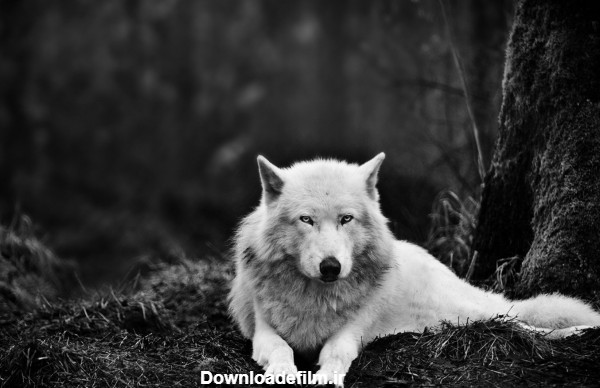 عکس گرگ سفید - والپیپر و بک گراند