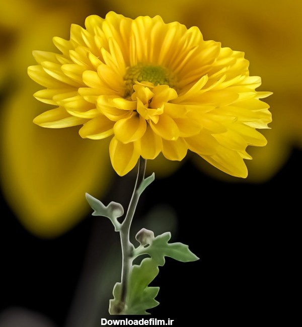 عکس تصویر زمینه گل زرد
