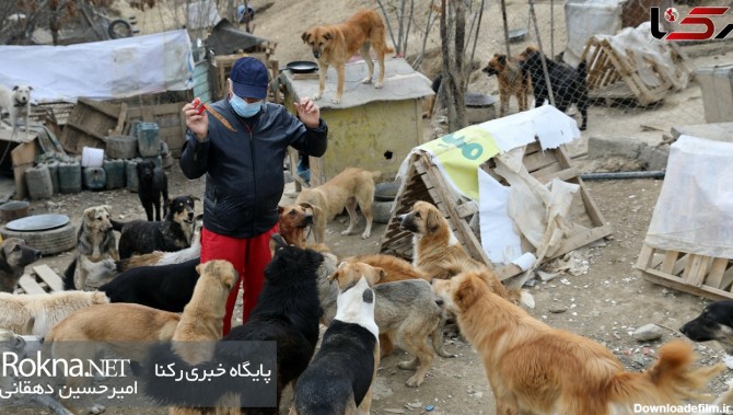 زندگی سگی 500 سگ در سوهانک تهران / گزارش + فیلم و عکس