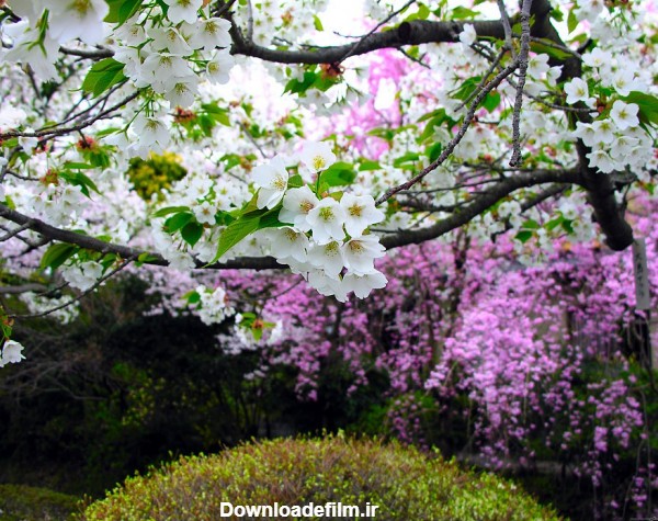 عکس درختان پر از شکوفه بهاری