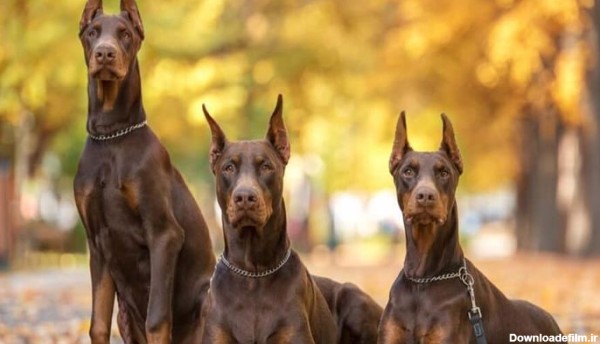 خطرناک ترین سگ های دنیا: سگ دوبرمن
