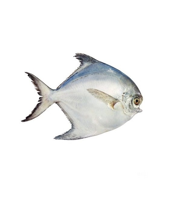 ماهی حلوا سفید (زبیدی) – فروشگاه اینترنتی ماهی جنوب