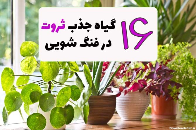 16 نوع گل و گیاه ثروت ساز در فنگ شویی