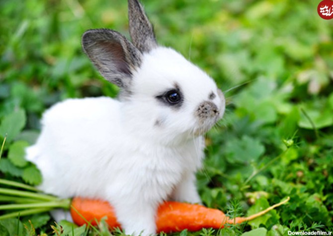(ویدیو) تکنیک جالب یک خرگوش کوچک برای خوردن انگور