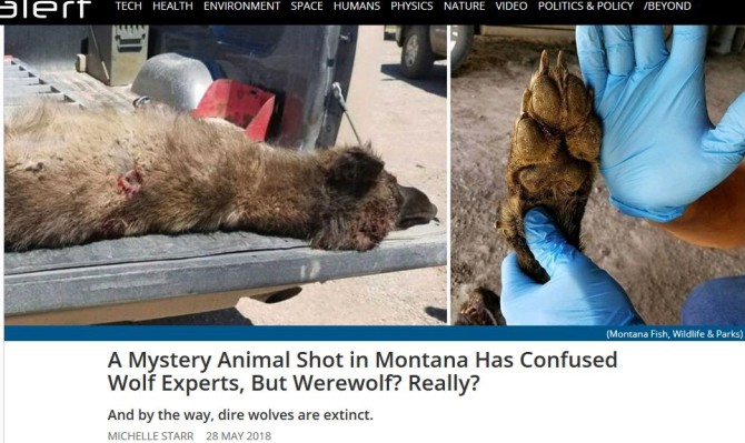 کشف لاشه حیوانی عجیب در مونتانا/گرگ یا گرگ نما؟