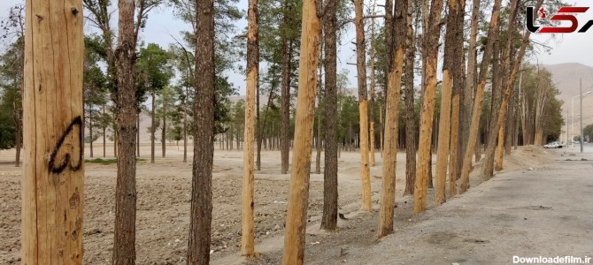 خشک شدن گسترده جنگل تخت جمشید/ مرگ درختان کشور سریالی و برنامه ...