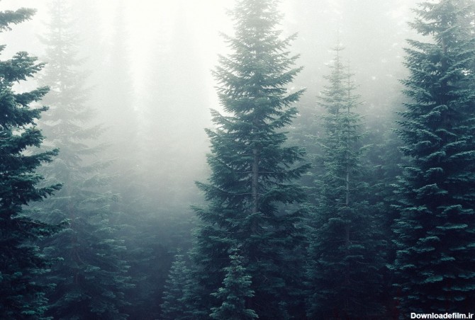 عکس زمینه درختان کاج در مه غلیظ جنگلی پس زمینه | والپیپر گرام