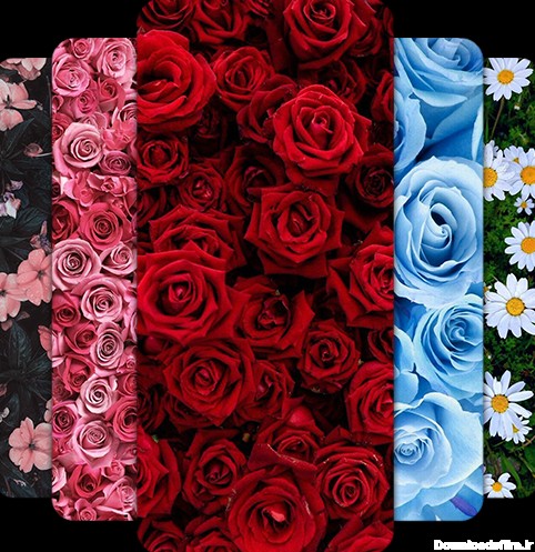 دانلود برنامه Flower Wallpaper HD – 4k برای اندروید | مایکت