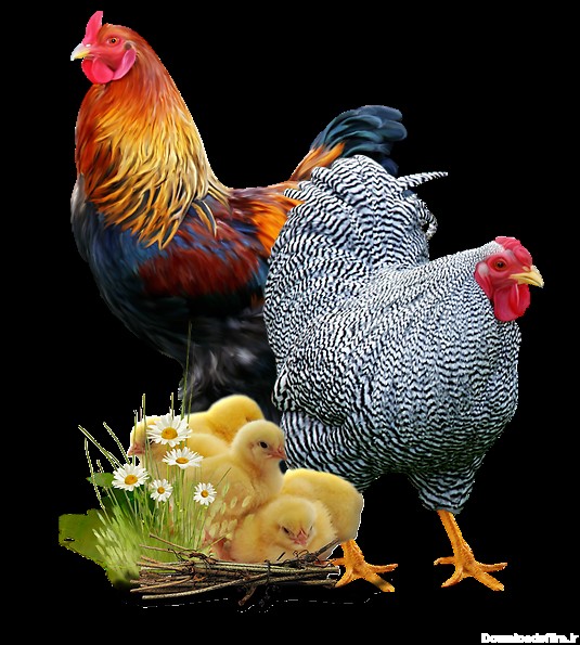 PNG مرغ و خروس و جوجه ها - Rooster and Hen and Chicken PNG
