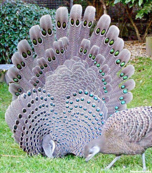 عکس های طاووس های بسیار زیبا