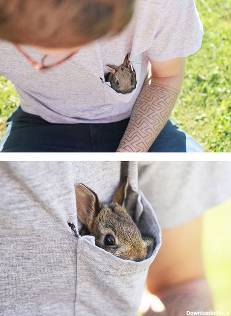 بامزه‌ترین خرگوش‌هایی که تاکنون دیده اید