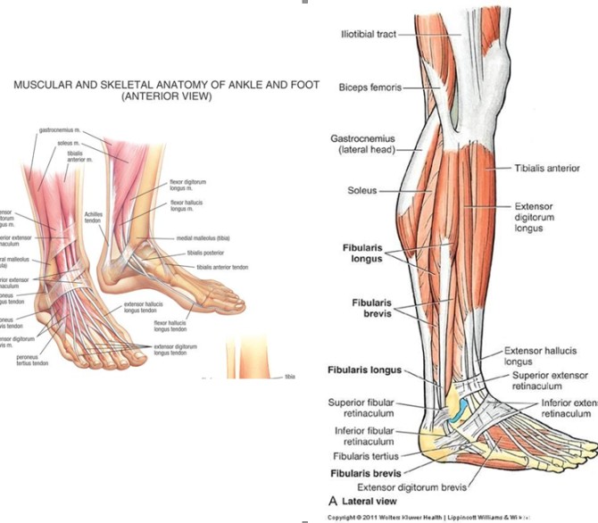 تصویر آناتومیک عضلات پا و مچ پا :: تجهیزات هیدروجیم