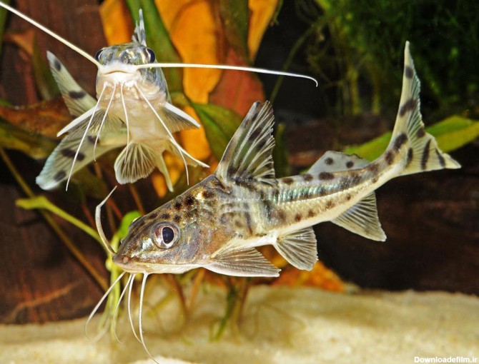 معرفی گربه ماهی پیکتوس همراه با جزئیات کامل - پت زیپ