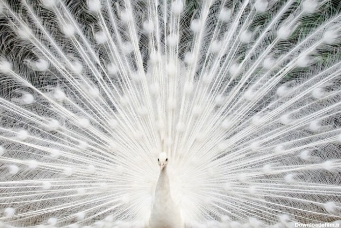 جوجه طاووس سفید – Gem Pixle