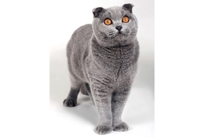 مشخصات کامل، قیمت و خرید نژاد گربه اسکاتیش فولد (Scottish Fold ...