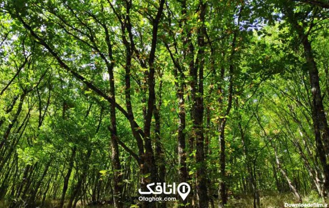 زیباترین جنگل های ایران که دیدنشان را نباید از دست داد - مجله ...