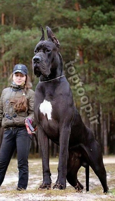عکس سگ بزرگ