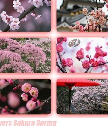 مجموعه بی نظیر از عکس شکوفه های بهاری برای پس زمینه دسکتاپ Flowers Sakura Spring
