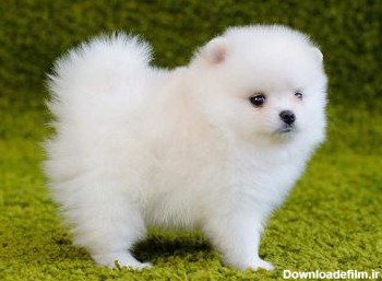 سگ پامرانین سفید Pomeranian White