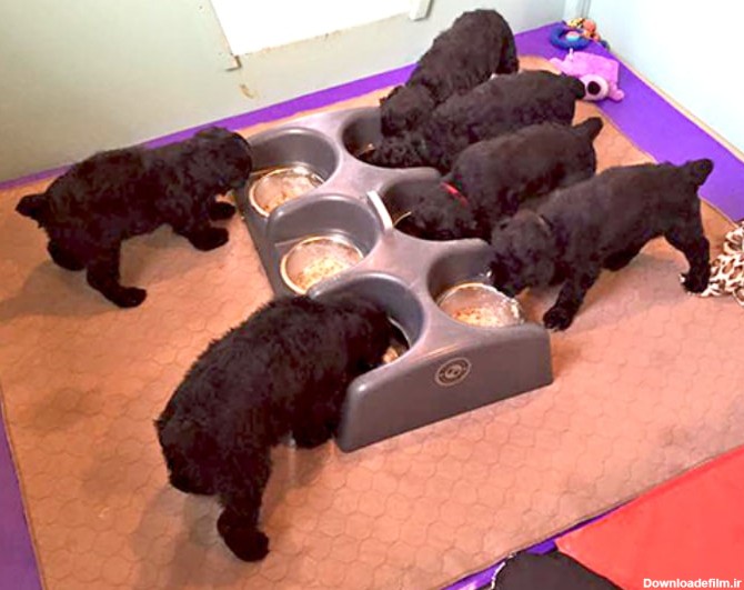 تغذیه سگ Black Russian Terrier | بهترین نژاد سگ روسی