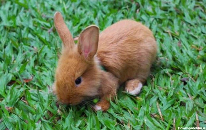 خرگوشها چگونه می بینند؟ - بهار نیوز