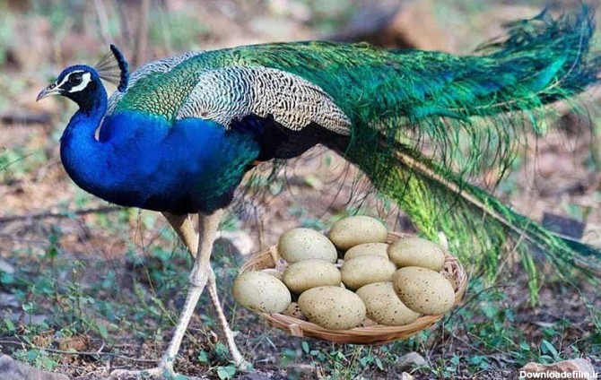 اطلاعات کامل در مورد طاووس + تصاویر بسیار زیبا | دنیای حیوانات
