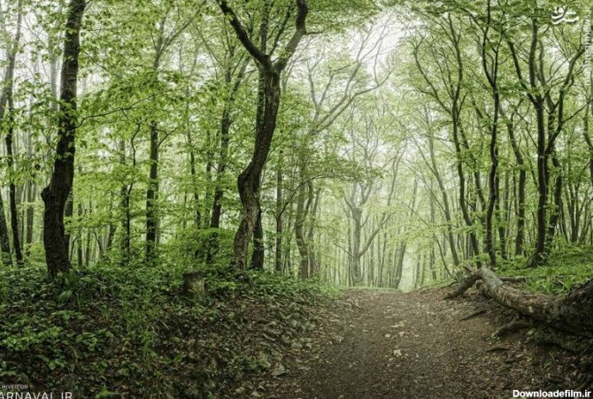 طبیعت زیبای پارک جنگلی گیسوم +تصاویر