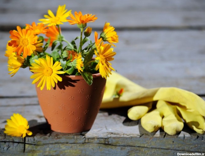 فرارو | گل همیشه بهار، از خواص دارویی تا نحوه کاشت و نگهداری