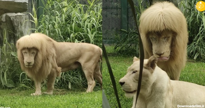 فرارو | (تصاویر) موهای چتری یک شیر نر خبرساز شد!