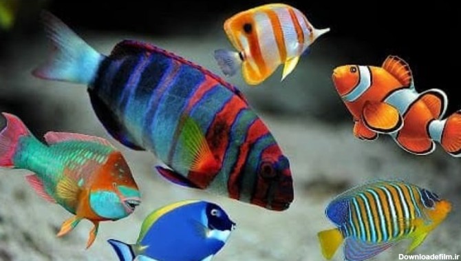 ماهی های رنگارنگ اقیانوس