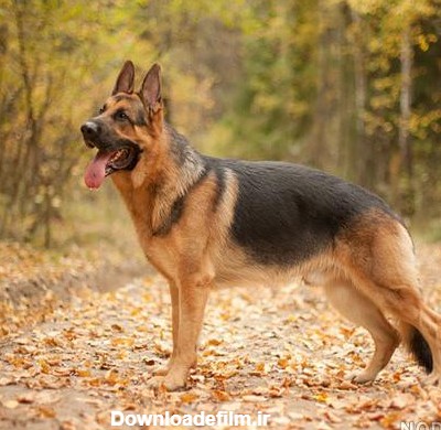 عکس زیباترین سگ ژرمن شپرد - عکس نودی