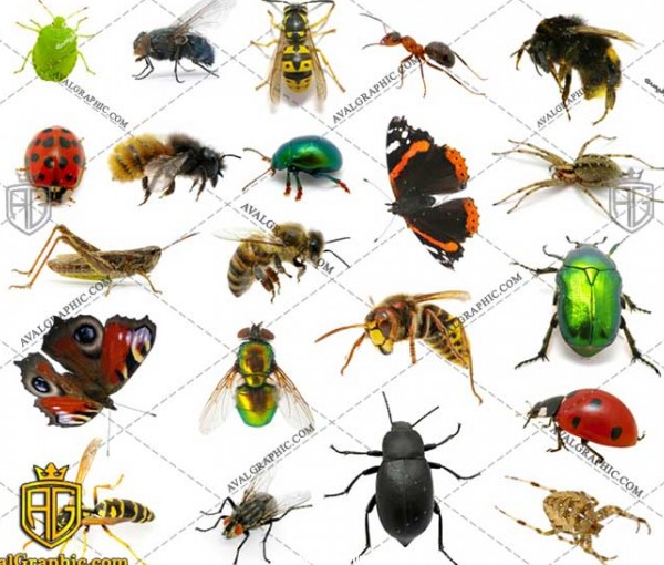 عکس با کیفیت انواع حشرات