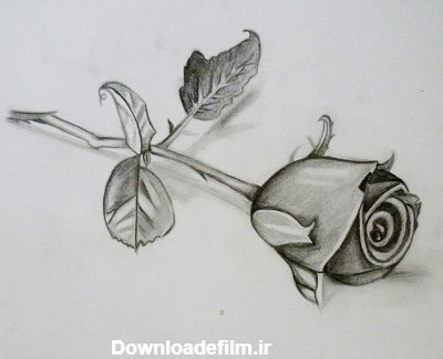 عکس نقاشی گل رز با مداد رنگی - تــــــــوپ تـــــــــاپ