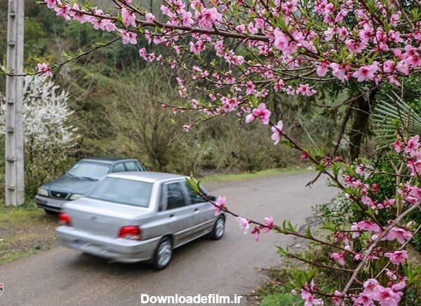 شکوفه های بهاری - گیلان- عکس خبری تسنیم | Tasnim