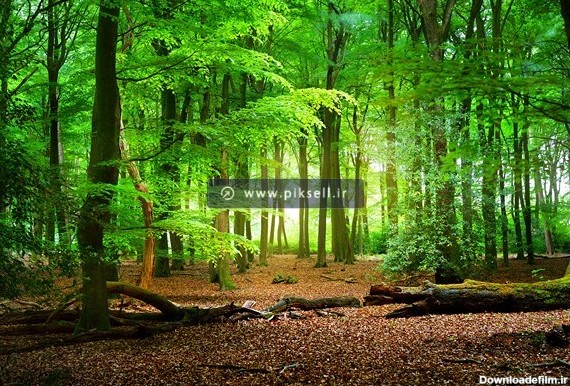 عکس با کیفیت از منظره جنگل پردرخت با فرمت jpg