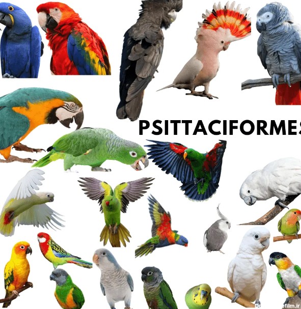 کلینیک تخصصی پرندگان سیمرغ | طوطی سانان، رنگین ترین پرندگان جهان
