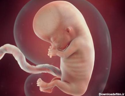 عکس جنین در هفته های مختلف - سلامت بانوان اوما
