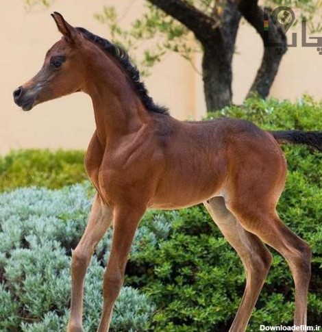 اسب عرب مصری