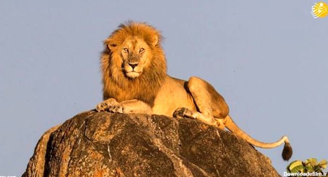 تصاویر: شیر شاه واقعی!