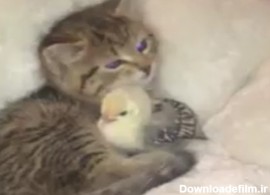 گربه‌ای که همچون مادر از جوجه مراقبت می‌کند! + فیلم