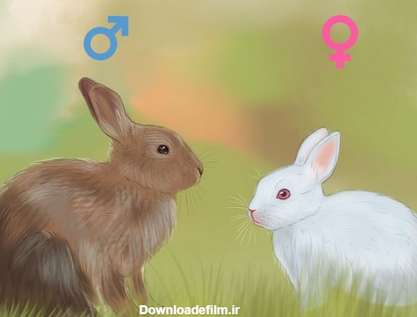تشخیص جنسیت خرگوش + عکس + ویدیو – گال