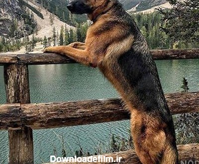 عکس قشنگ ترین سگ ژرمن - عکس نودی